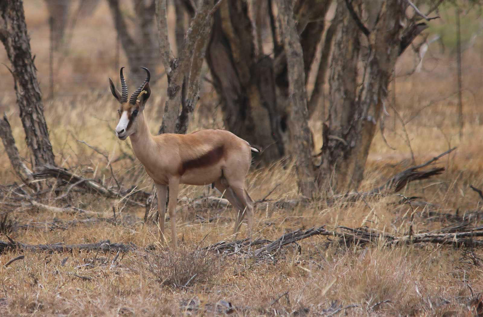 HEARTWATER Springbuck